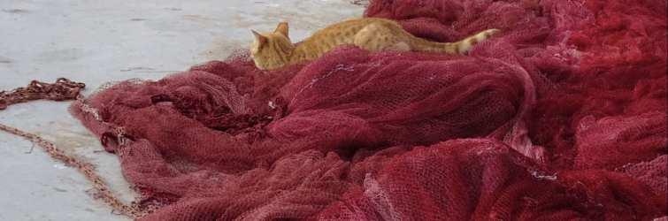 AI neural networks are trained on millions of cat pictures to be able to recognize a cat.