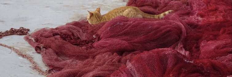 AI neural networks are trained on millions of cat pictures to be able to recognize a cat.